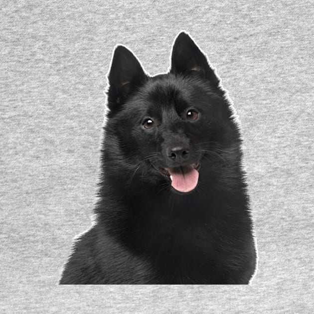 Schipperke Dog by Pam069